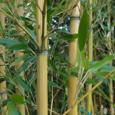 Phyllostachys aureosulcata aureocaulis Lama Tempel
