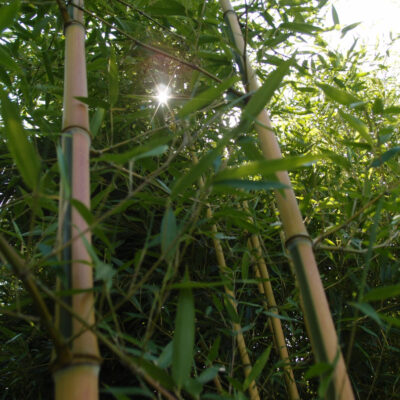 Phyllostachys aureosulcata Spectabilis