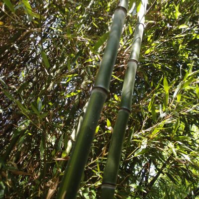 Phyllostachys aureosulcata