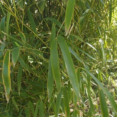 Phyllostachys angusta