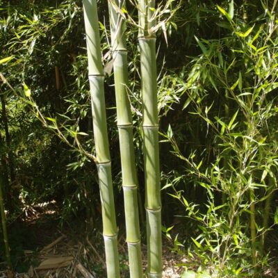 Phyllostachys atrovaginata