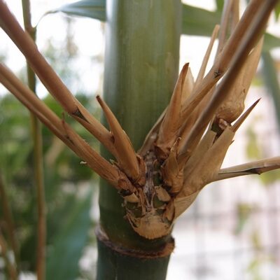 Bashania fargesii