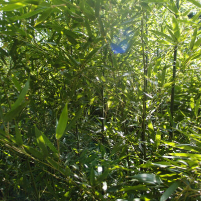 Phyllostachys bissetii