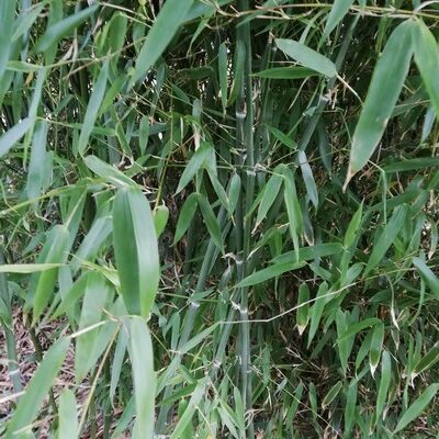 Phyllostachys concava