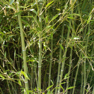 Phyllostachys heteroclada