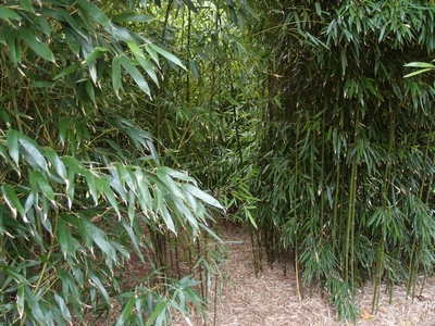 Phyllostachys humilis