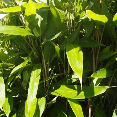 Indocalamus latifolius Hopei
