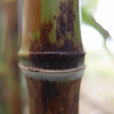 Phyllostachys nigra Boryana