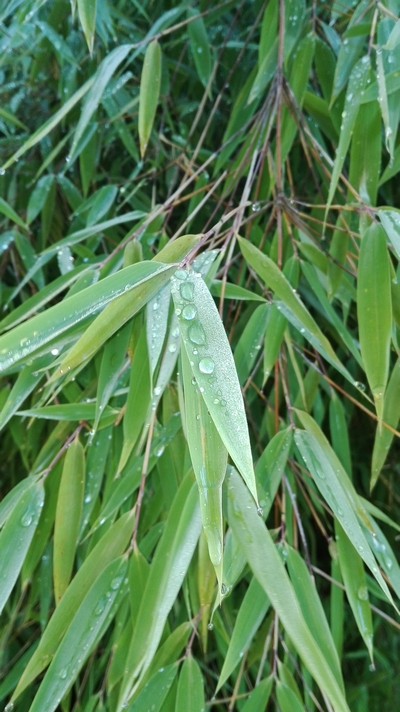 Fargesia nitida