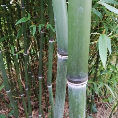 Phyllostachys nuda