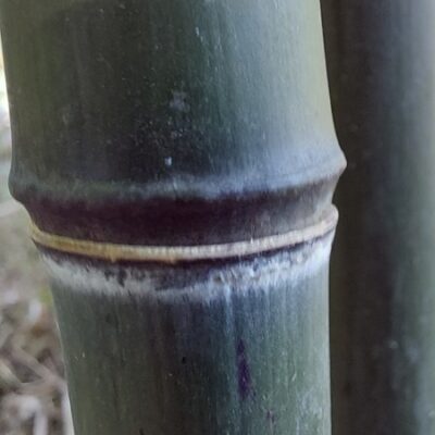 Phyllostachys nuda Localis