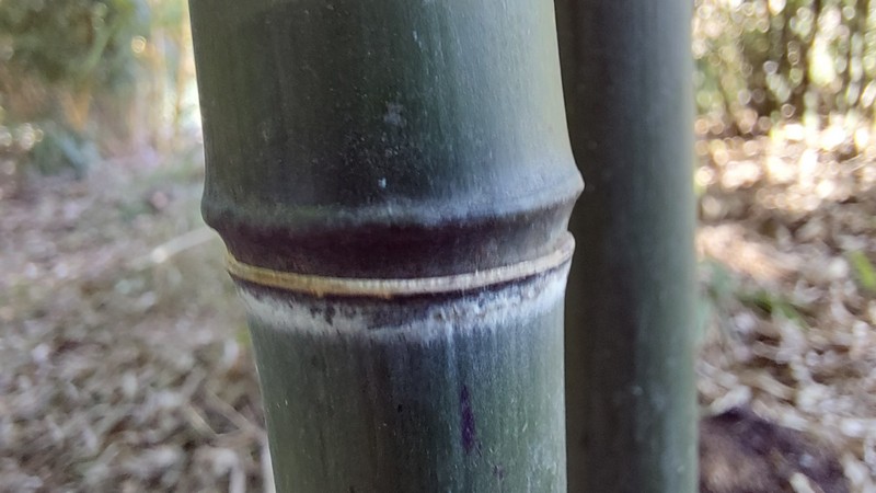 Phyllostachys nuda Localis