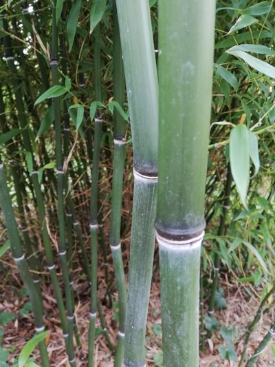 Phyllostachys nuda