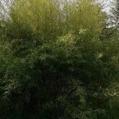 Phyllostachys parvifolia