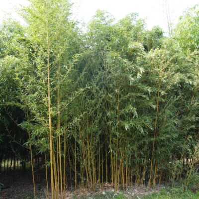 Phyllostachys aureosulcata aureocaulis