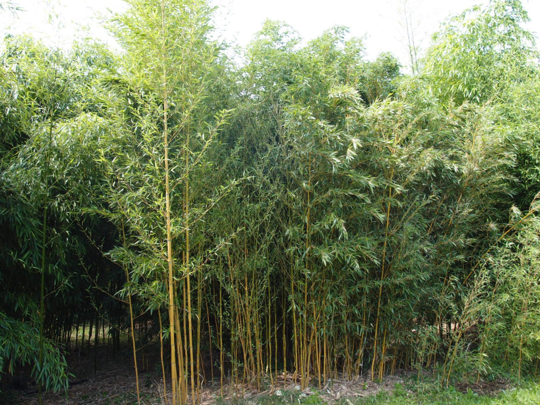 Phyllostachys aureosulcata aureocaulis