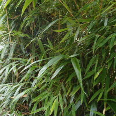 Pseudosasa japonica