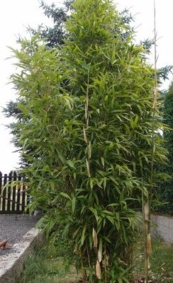 Semiarundinaria fastuosa