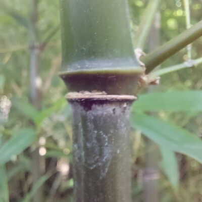Phyllostachys stimulosa