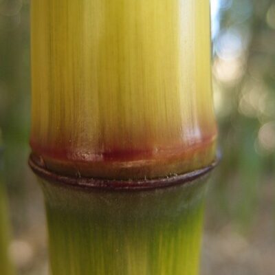 Phyllostachys tianmuensis