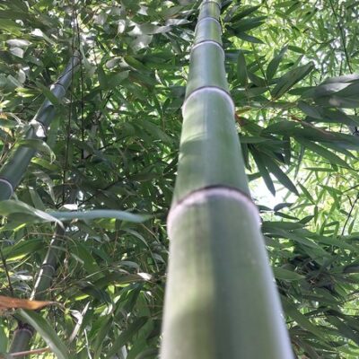 Phyllostachys vivax