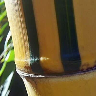 Phyllostachys vivax aureocaulis